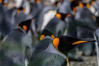 Falkland Islands weather forecast