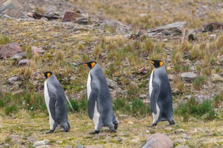 Falklandy prognoza pogody