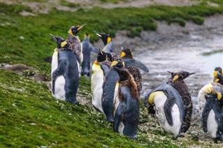 Falkland Islands weather forecast