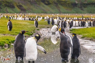 Falkland Islands weather forecast