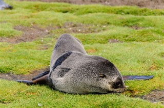 Falkland Islands weather forecast