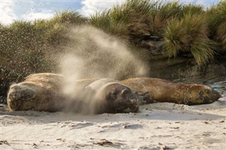 Falkland Islands weather forecast