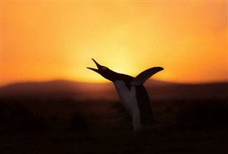 Falkland Islands weather forecast