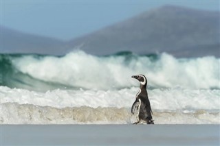 Falkland Islands weather forecast