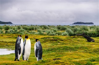 Falkland Islands weather forecast