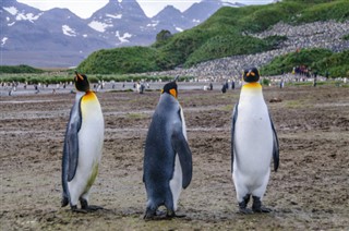 Falkland Islands weather forecast