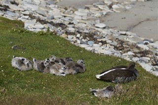 Falkland Islands weather forecast