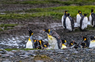 Falkland Islands weather forecast