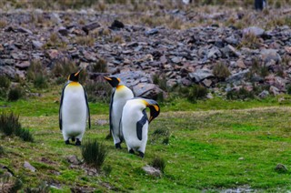 Falklandski otoci vremenska prognoza