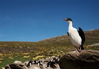 Falkland Islands weather forecast