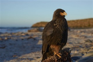 Falkland Islands weather forecast