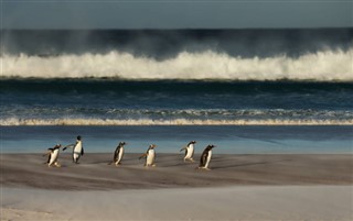 Falkland Islands weather forecast