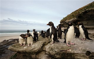 Falkland Islands weather forecast