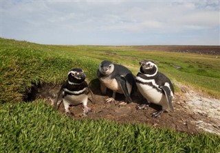 Falkland Islands weather forecast