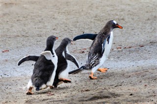 Falkland Islands weather forecast