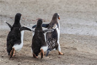 Falkland Islands weather forecast