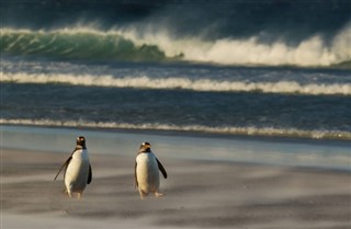 Falklandy prognoza pogody