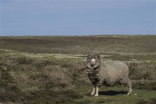 Falkland Islands weather forecast