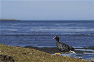 Falkland Islands weather forecast