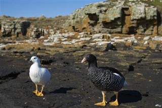 Falkland Islands weather forecast