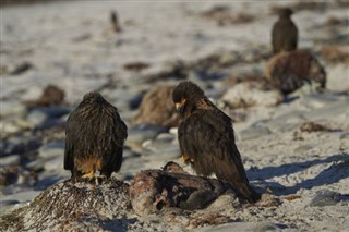 Falkland Islands weather forecast