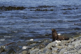 Falklandski otoci vremenska prognoza