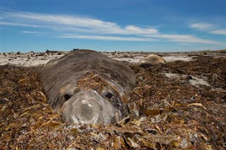 Falkland Islands weather forecast