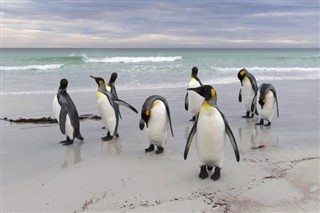 Falkland Islands weather forecast