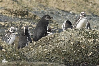 Falkland Islands weather forecast