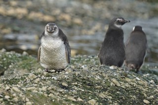 Falklandy prognoza pogody