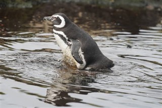 Falklandinsaaret sääennuste