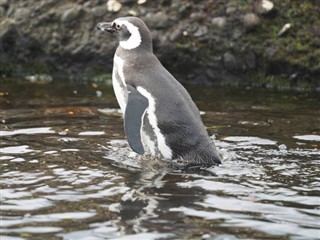 Falkland Islands weather forecast