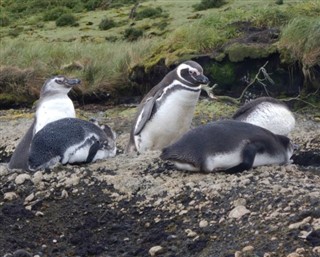 Falklandy prognoza pogody