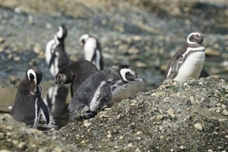 Falkland Islands weather forecast