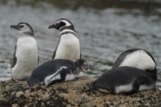 Falklandy prognoza pogody