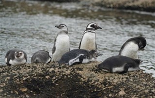 Falkland Islands weather forecast