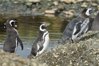 Falkland Islands weather forecast