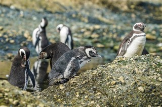 Falkland Islands weather forecast