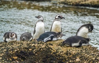 Falklandy prognoza pogody