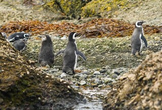 Falkland Islands weather forecast