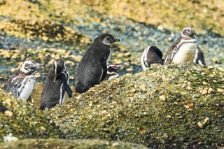 Falklandy prognoza pogody