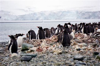 Falkland Islands weather forecast