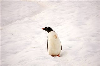 Falkland Islands weather forecast