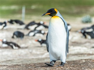 Falkland Islands weather forecast