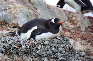 Falkland Islands weather forecast