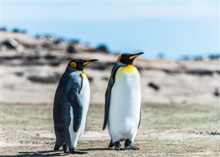 Falkland Islands weather forecast