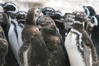 Falkland Islands weather forecast