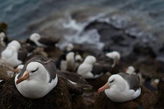 Falkland Islands weather forecast