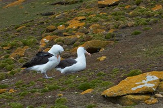 Falklandski otoci vremenska prognoza