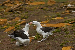 Falkland Islands weather forecast